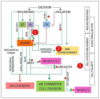 Identifying Molecular Chechkpoints for Adventitious Root Induction: Are We Ready to Fill the Gaps?